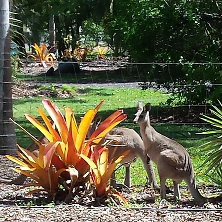 Bluegrass Bnb Bed & Breakfast Bundaberg Bagian luar foto