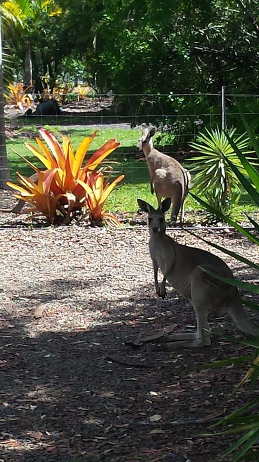 Bluegrass Bnb Bed & Breakfast Bundaberg Bagian luar foto