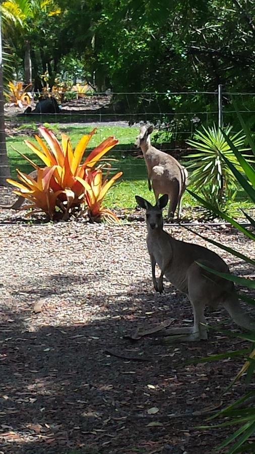 Bluegrass Bnb Bundaberg Bagian luar foto
