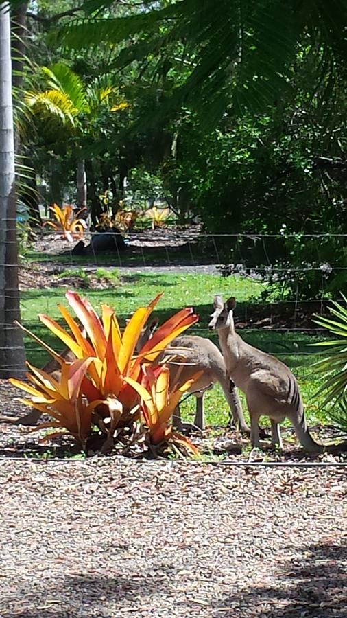 Bluegrass Bnb Bed & Breakfast Bundaberg Bagian luar foto